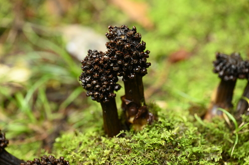 Image of Balanophora laxiflora by (c) 曾昱承 Yu-Cheng Zeng, some rights reserved (CC BY)