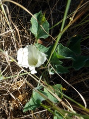 Calystegia collina oxyphylla