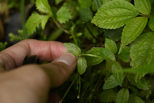 Image of Epilobium amurense by (c) 曾昱承 Yu-Cheng Zeng, some rights reserved (CC BY)