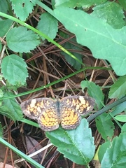 Phyciodes phaon