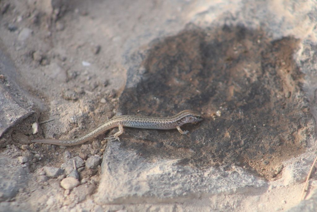 Eremiascincus emigrans (Eremiascincus emigrans)
