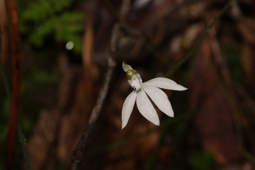 Image of Caladenia picta by (c) Greg Tasney, some rights reserved (CC BY-SA)