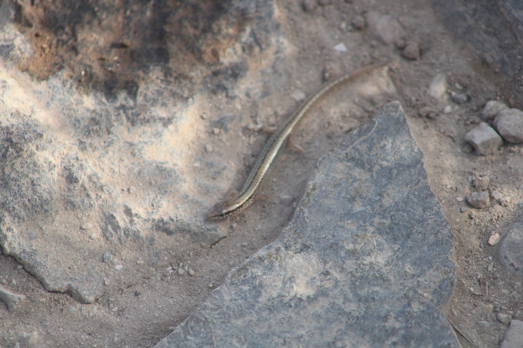 Eremiascincus emigrans (Eremiascincus emigrans)