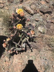 Opuntia macrocentra