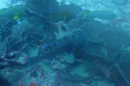 Highfin Coralgrouper — seen at this dive site