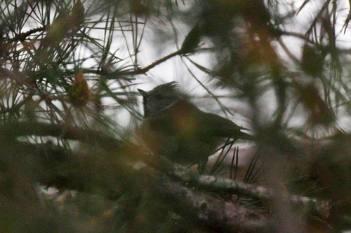 Central European Crested Tit