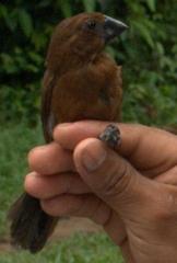 Cyanoloxia cyanoides