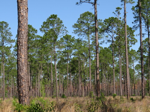 Pinus elliottii