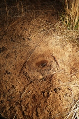 Tachyglossus aculeatus