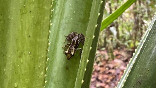 Guibemantis rianasoa