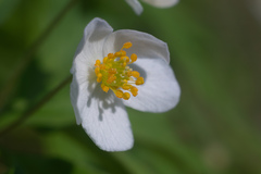 Anemonoides caerulea