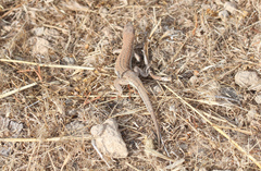 Acanthodactylus schreiberi