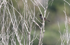 Curruca melanothorax