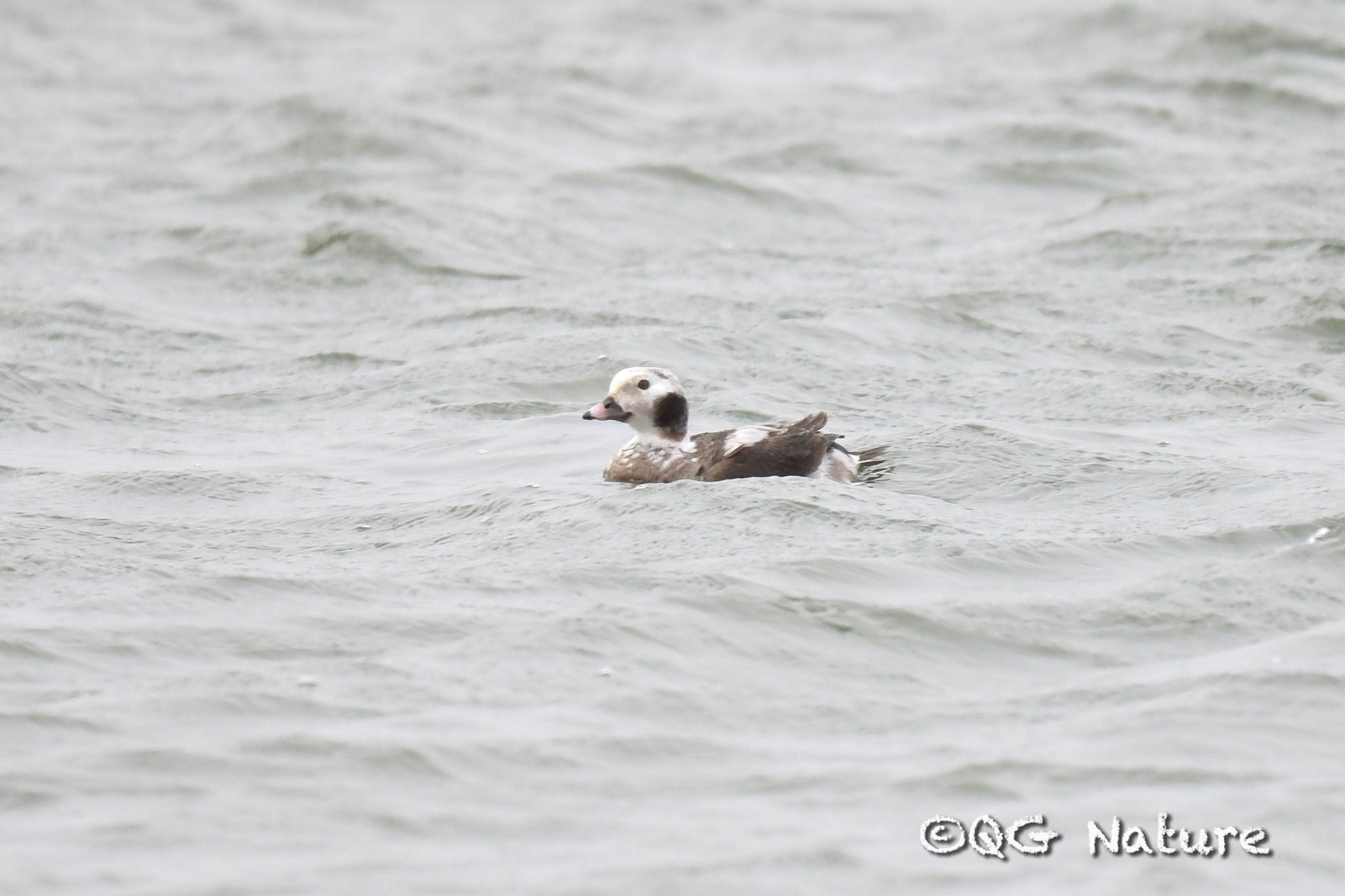 Long-tailed Duck
