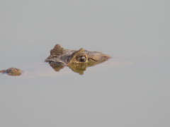 Caiman crocodilus fuscus