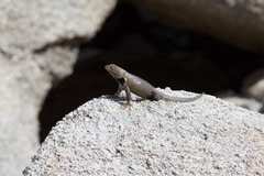 Sceloporus hunsakeri