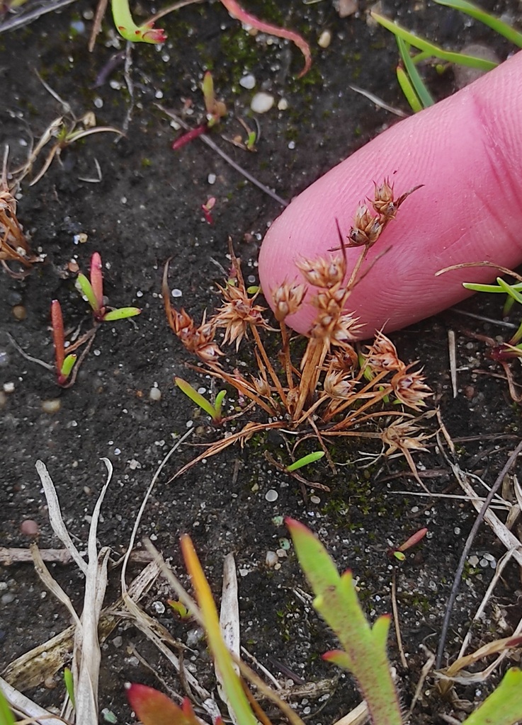 Dwarf Rushes dwarf rush from Punta de Corrubedo, Ribeira, Galiza on May 16, 2024 at ...
