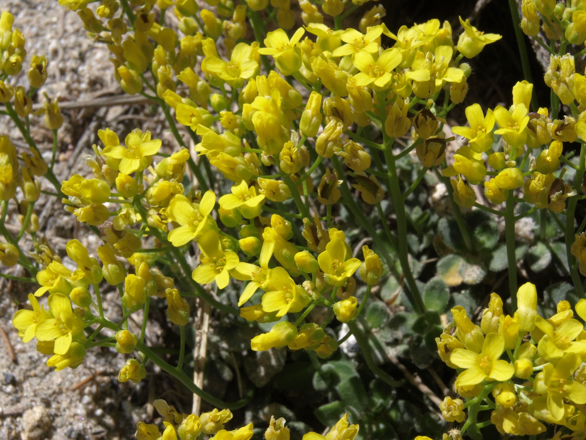 Draba asterophora