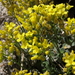 Lake Tahoe Draba - Photo (c) Jim Morefield, some rights reserved (CC BY)