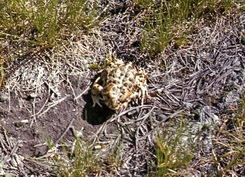 iNaturalist observation photo of Yosemite Toad