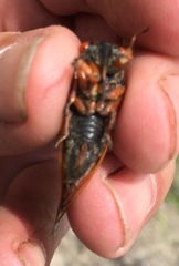 Magicicada cassinii