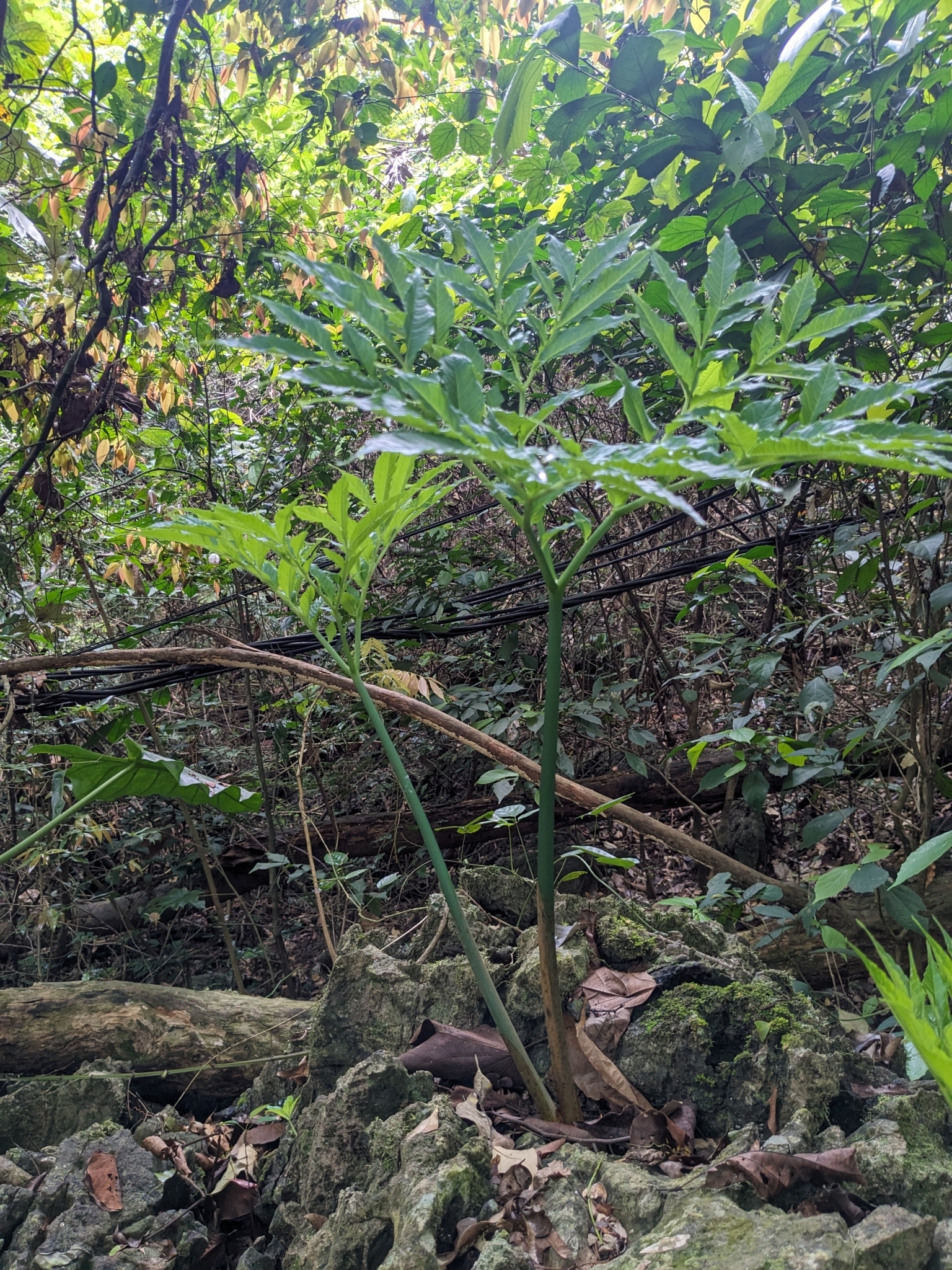 Amorphophallus glossophyllus (Amorphophallus glossophyllus)