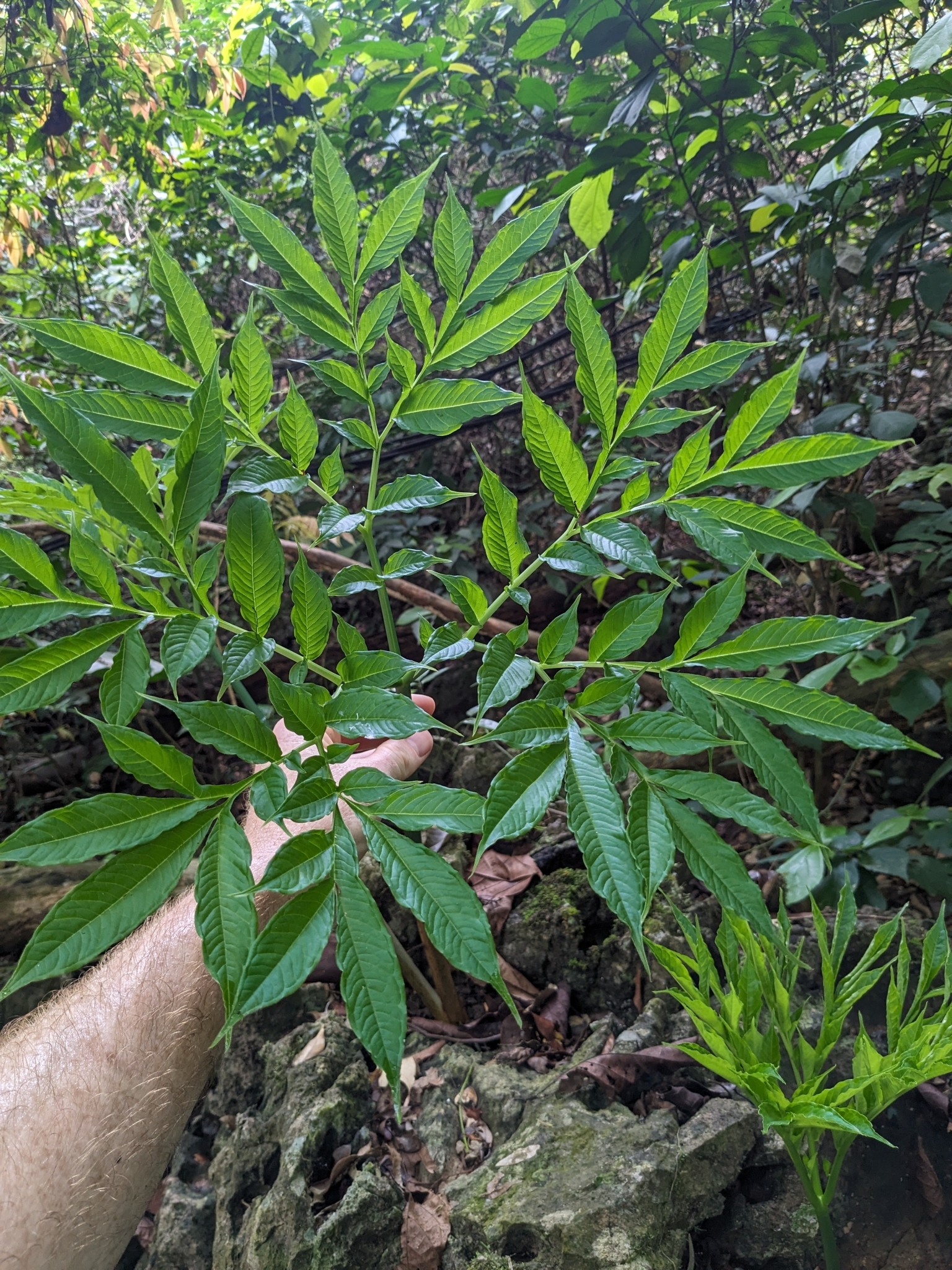Amorphophallus glossophyllus — ảnh 2