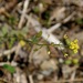 Wood Whitlow-Grass - Photo (c) Dan Mullen, some rights reserved (CC BY-NC-ND)