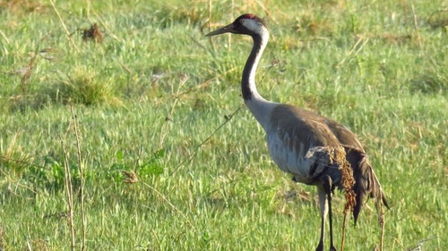 Grulla común (Grus grus)
