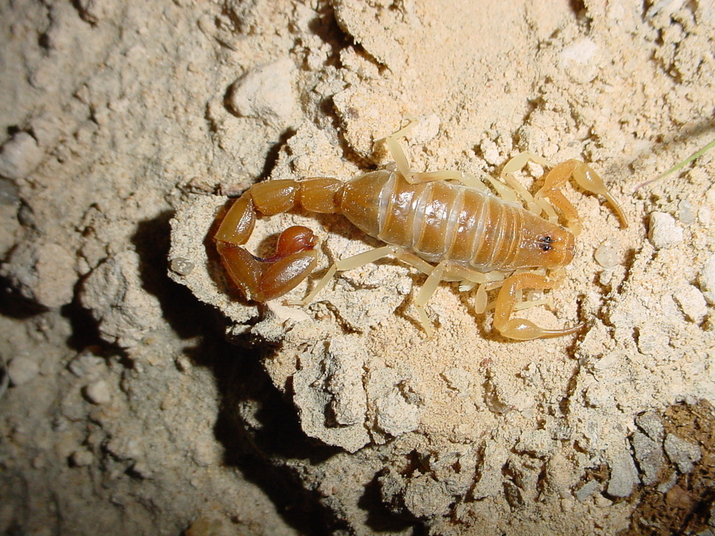 Teruelius magalieae