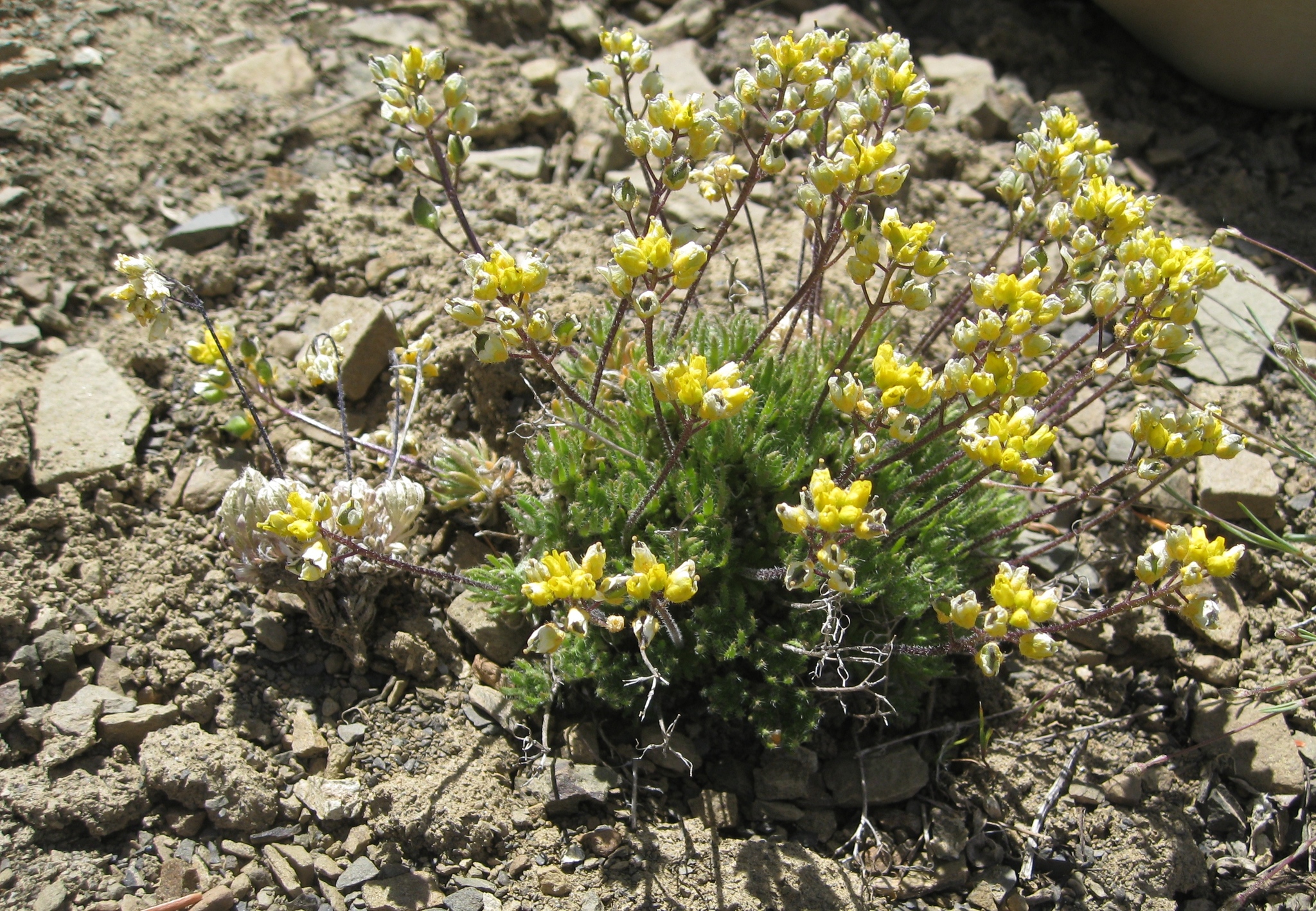 Draba paysonii