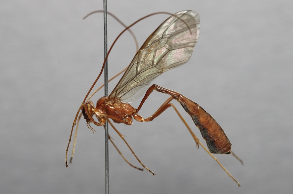Enicospilus myricae