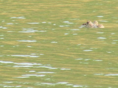 Caiman crocodilus fuscus
