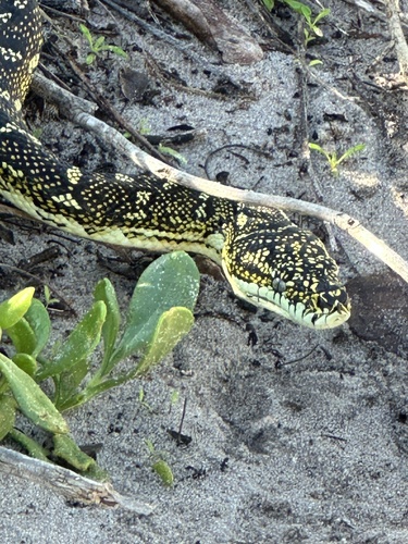 Diamond Python sighting