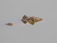 Caiman crocodilus fuscus