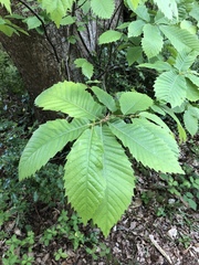 Castanea sativa