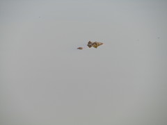 Caiman crocodilus fuscus