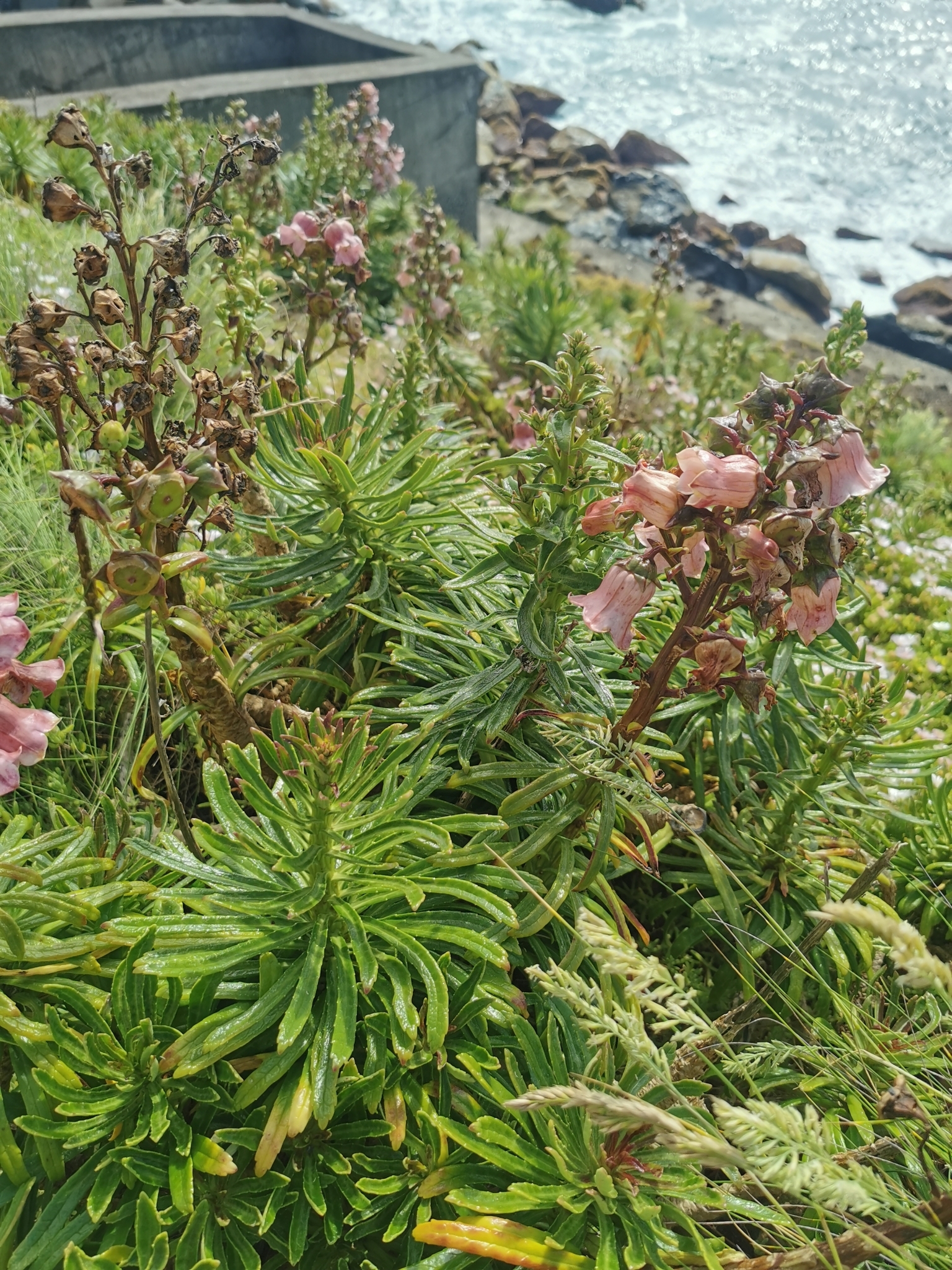 Imagem de Campanulácea-dos-Açores