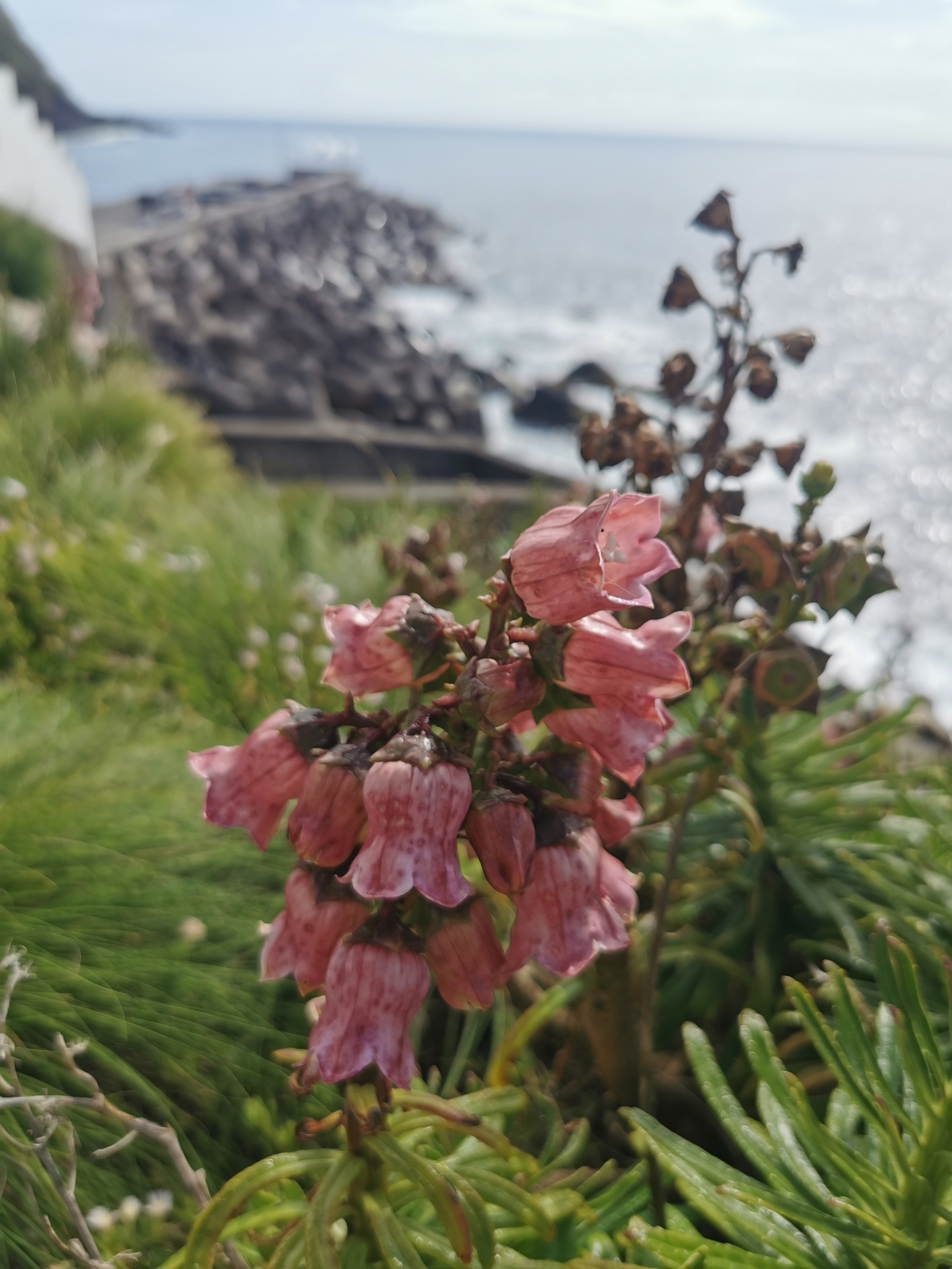 Imagem de Campanulácea-dos-Açores