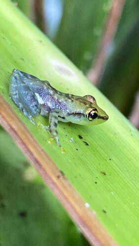 Guibemantis rianasoa