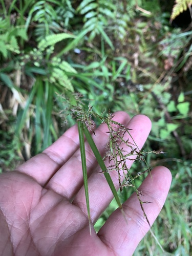 Carex filicina (Carex filicina)