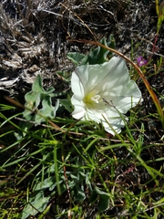 Calystegia collina oxyphylla