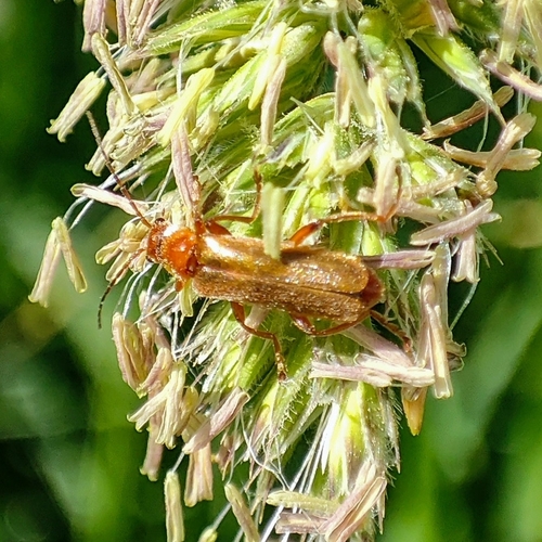 Cantharis cryptica, 9747 AV Groningen, Netherlands, photo 10 of 10