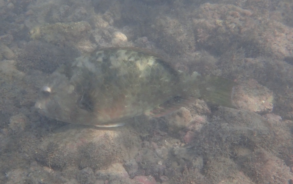 Carolines parrotfish