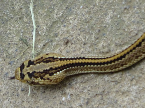 Central American Rattlesnake