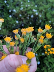 Senecio aronicoides