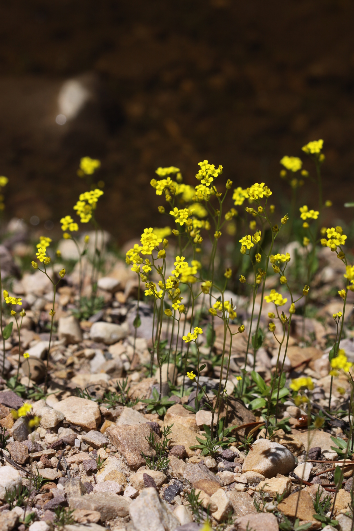 Draba albertina