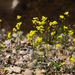 Slender Draba - Photo (c) Andrey Zharkikh, some rights reserved (CC BY)