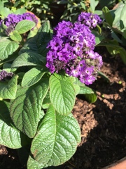 Heliotropium arborescens