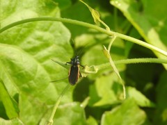 Ectrychotes andreae